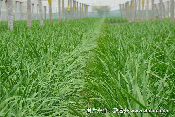 2018種韭菜賺錢嗎？韭菜種植的利潤與投資成本及前景預測