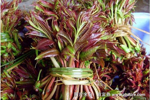 2018種香椿賺錢嗎？香椿種植的利潤與投資成本及前景預測