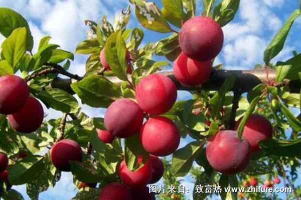 李子科學種植技術