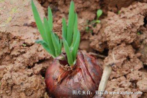 2018種洋蔥賺錢嗎？洋蔥種植的利潤與投資成本及前景預測