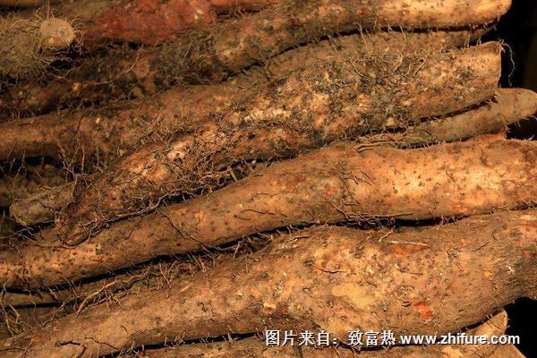 2018種山藥賺錢嗎？山藥種植的利潤與投資成本及前景預測