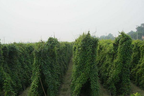 2018種山藥賺錢嗎？山藥種植的利潤與投資成本及前景預測