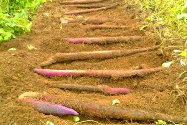 2018種山藥賺錢嗎？山藥種植的利潤與投資成本及前景預測