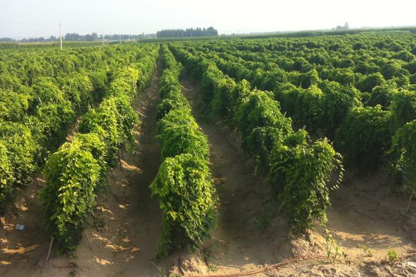 2018種山藥賺錢嗎？山藥種植的利潤與投資成本及前景預測