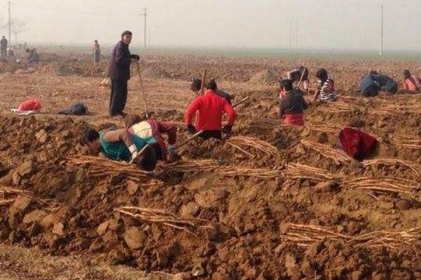 2018種山藥賺錢嗎？山藥種植的利潤與投資成本及前景預測