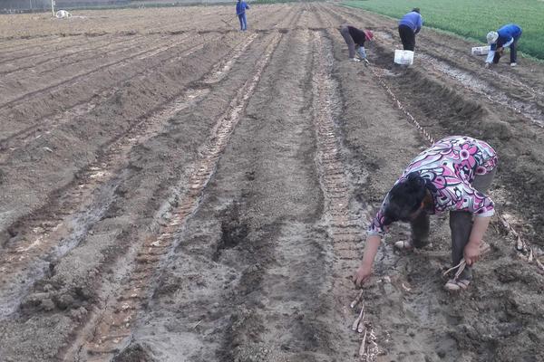 2018種山藥賺錢嗎？山藥種植的利潤與投資成本及前景預測