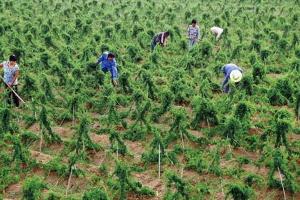 2018種山藥賺錢嗎？山藥種植的利潤與投資成本及前景預測