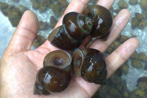 養(yǎng)殖田螺缺鈣癥的治療