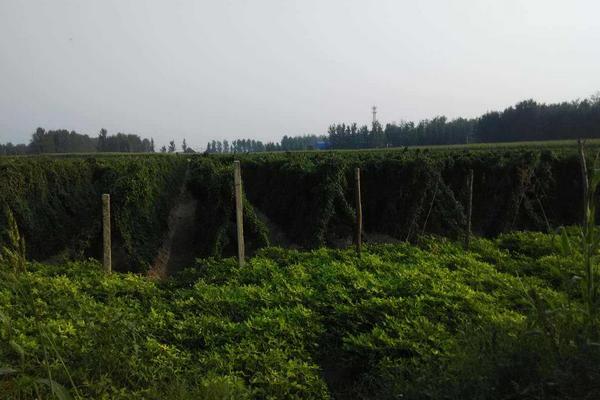 2018種山藥賺錢嗎？山藥種植的利潤與投資成本及前景預測