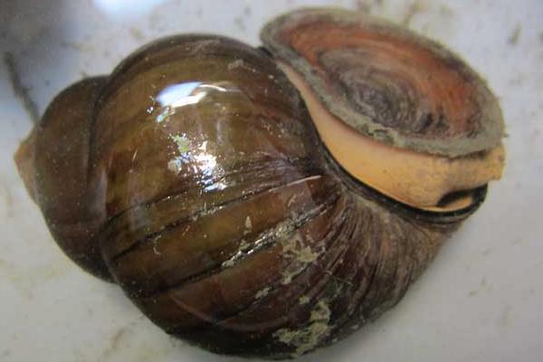 養(yǎng)殖田螺缺鈣癥的治療