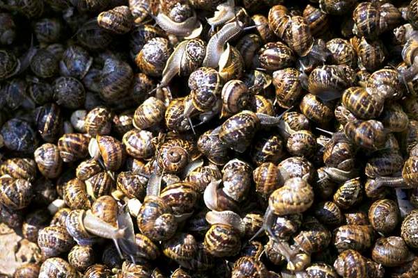 養(yǎng)殖田螺缺鈣癥的治療