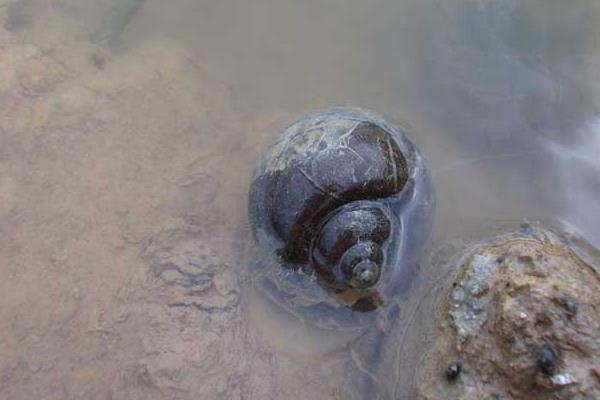 養(yǎng)殖田螺缺鈣癥的治療