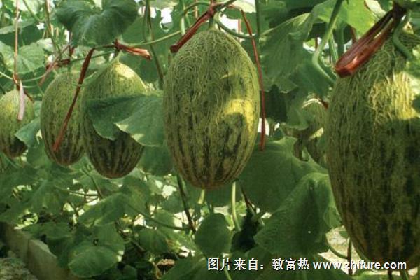2018種哈密瓜賺錢嗎？哈密瓜種植的利潤與投資成本及前景預測