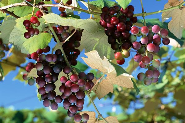 葡萄短須螨蟲危害癥狀及防治方法