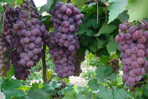 葡萄短須螨蟲危害癥狀及防治方法