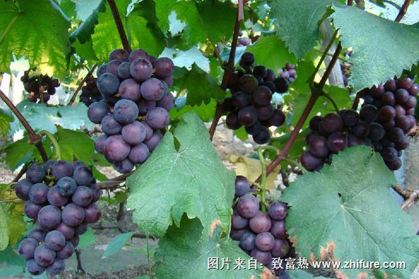 葡萄短須螨蟲危害癥狀及防治方法