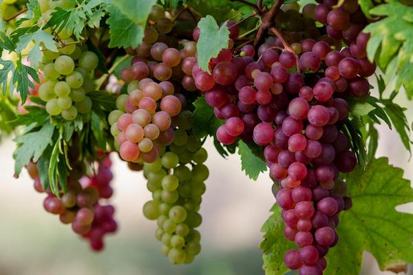 葡萄短須螨蟲危害癥狀及防治方法