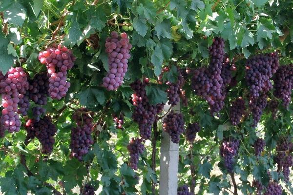 葡萄短須螨蟲危害癥狀及防治方法