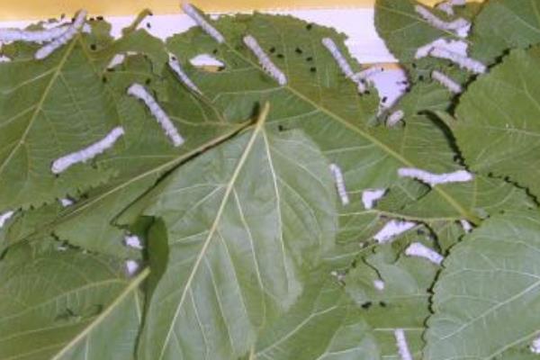 桑樹(shù)種植和養(yǎng)蠶技術(shù)