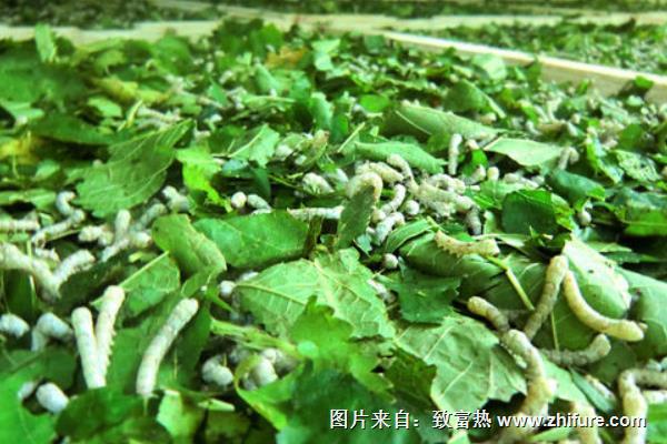 桑樹(shù)種植和養(yǎng)蠶技術(shù)