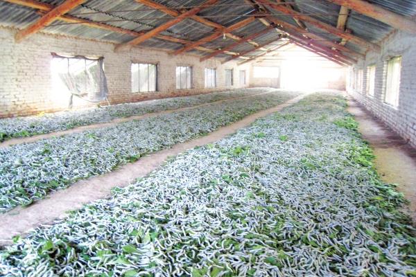 桑樹(shù)種植和養(yǎng)蠶技術(shù)