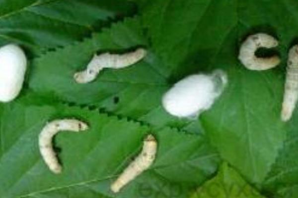 桑樹(shù)種植和養(yǎng)蠶技術(shù)