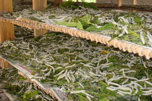 桑樹(shù)種植和養(yǎng)蠶技術(shù)