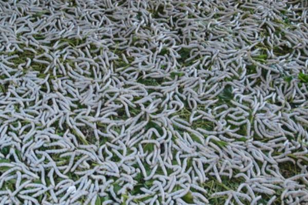 桑樹(shù)種植和養(yǎng)蠶技術(shù)