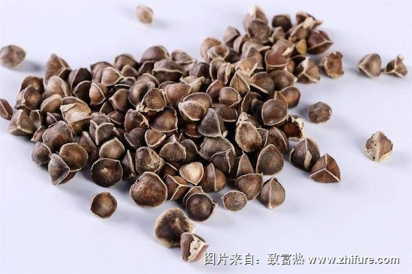 辣木籽的功效與作用及禁忌