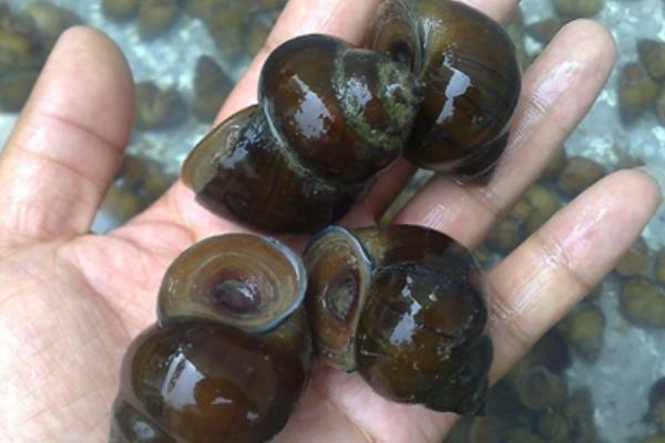 養殖田螺卵塊的孵化