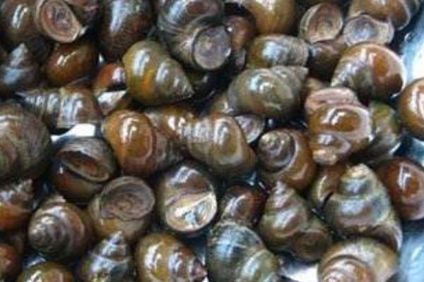 養殖田螺卵塊的孵化