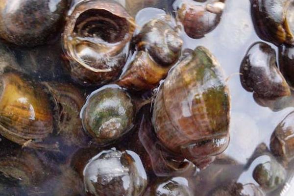 養殖田螺卵塊的孵化