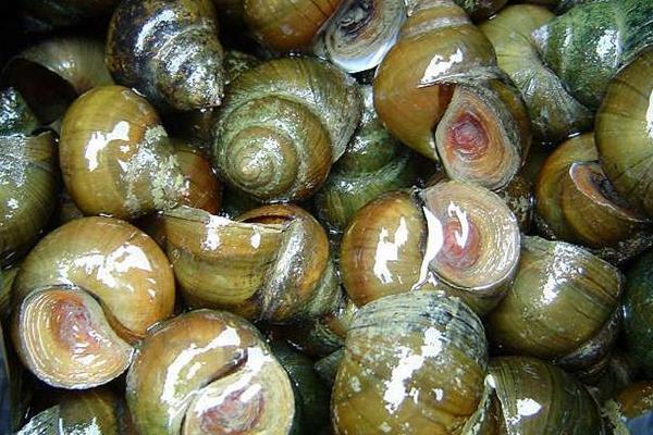 養殖田螺卵塊的孵化