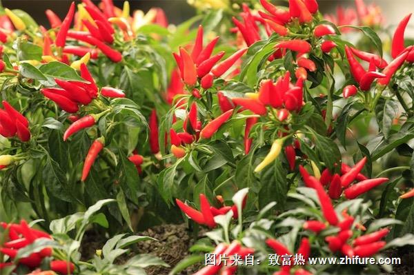 小辣椒圖片大全