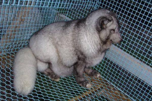 養(yǎng)狐貍飼料有哪些配方？怎么加工？有哪些需要注意的問題？