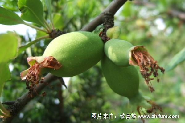 木瓜海棠果成熟的樣子是怎樣的