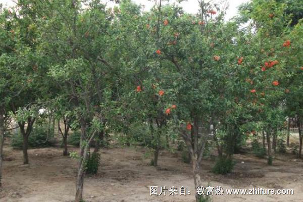 石榴樹什么時候移栽