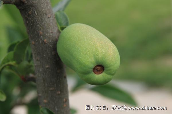 木瓜海棠果能吃嗎