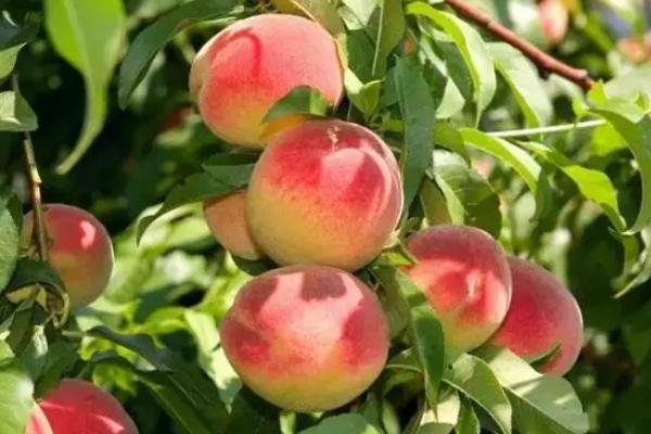 桃子和西瓜能一起吃嗎