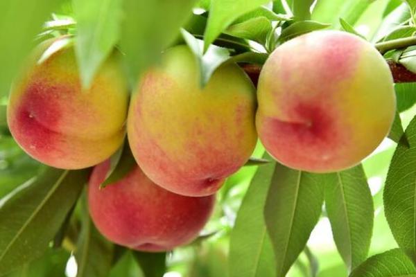 桃子和西瓜能一起吃嗎