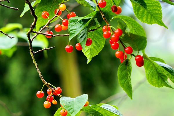 櫻桃和什么不能一起吃