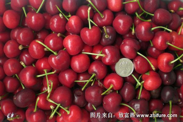 櫻桃哪個品種最好吃