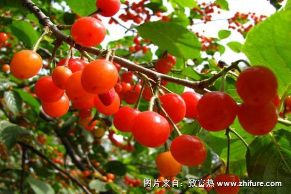 櫻桃什么時候開花