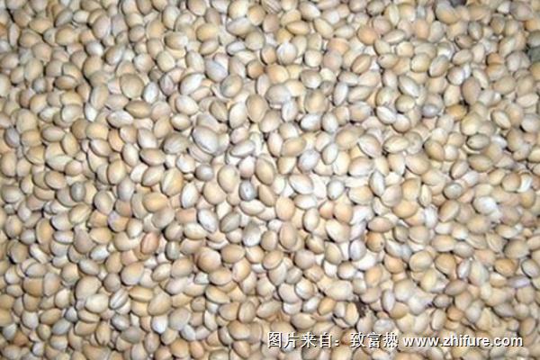 櫻桃種子怎么發(fā)芽