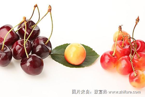 櫻桃種子怎么種