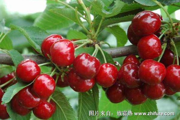 櫻桃和櫻花有關系嗎