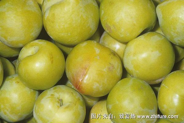 李子什么時候成熟