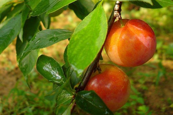 李子什么時(shí)候成熟