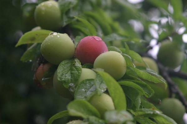 李子什么時(shí)候成熟