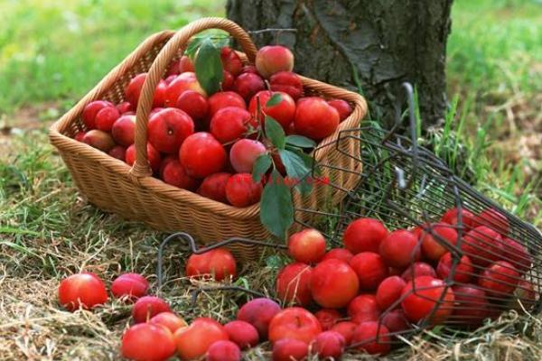 李子什么時(shí)候成熟